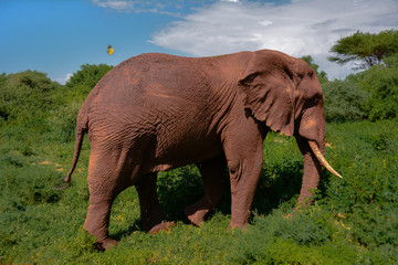 Elephant walking on the green road, Serengeti Nationalpark, Tanzania