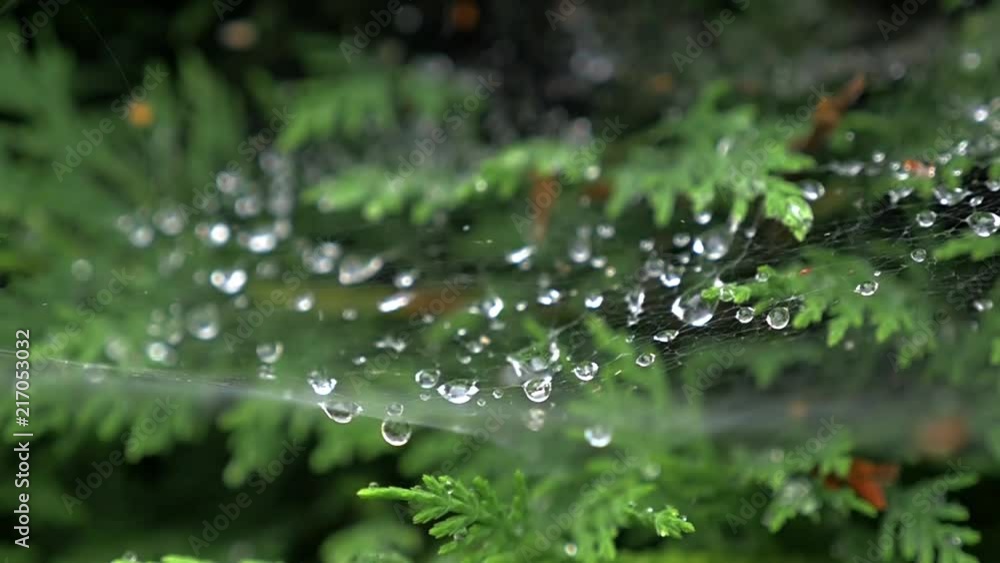 Poster slow moving view of a wet spider web on some green branches after its been raining.