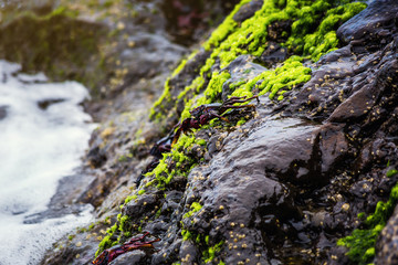 Red rock crab at the rocky shore in Tenerife Canary Island