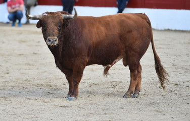 toro en españa