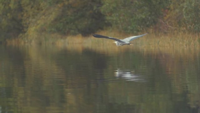 A Grey heron flying low over water reflection wildnerness