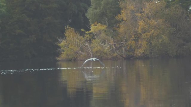 Grey heron flies over water surrounded by nature
