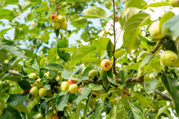 Crabapple tree brach with ripe apple fruit