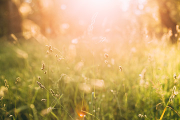 Green Grass In Sunset Sunlight. Close Up