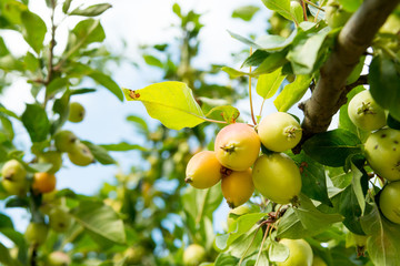 Crabapple tree brach with ripe apple fruit