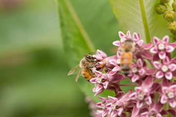 Flower Closeup
