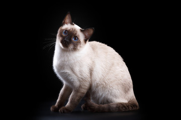Thai cat on a black background