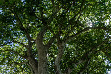 Fototapeta premium close-up view of the old and big tree, from down to the treetop with green leaves. Blue sky is visible through the tree branches