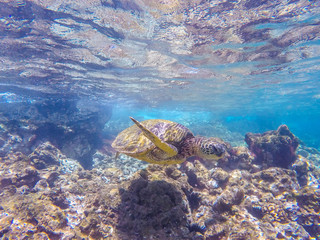 Obraz na płótnie Canvas Turtle swimming over the reef