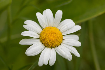 Obraz na płótnie Canvas Flower Closeup