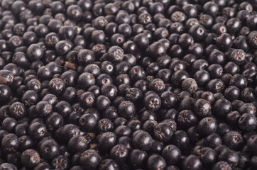 Fresh picked aronia berries