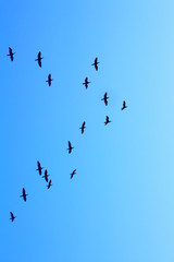 flock of wild ducks flying on the blue sky