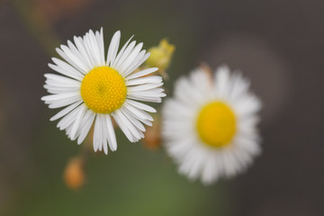 Obraz premium Flower Closeup