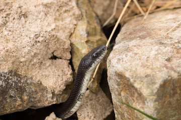 Black Ratsnake