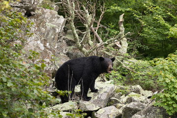 Obraz na płótnie Canvas Black Bear Shenandoah National Park