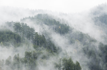 Misty pine trees
