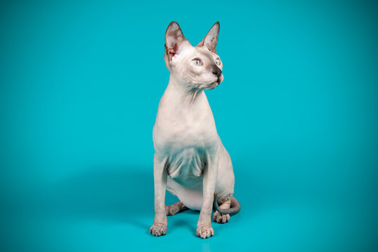 Don Sphinx kitten