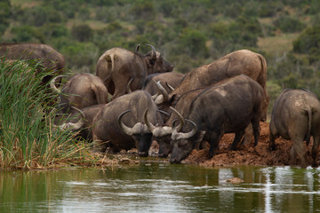 Buffalo Herd at the Waterhole