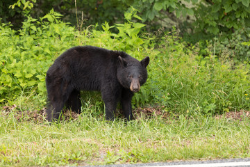 Fototapeta premium Black Bear Shenandoah National Park