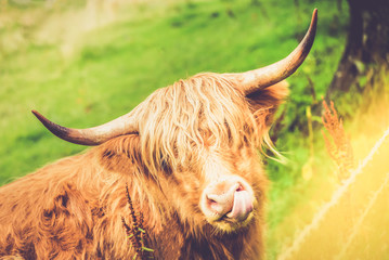 Funny and beautiful hairy highland cow, scottish symbol