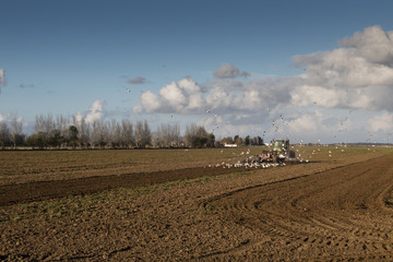 Tractor with plow on harvest field. Summer field and tractor. Tractor on harvest field.  Plowing on the field.