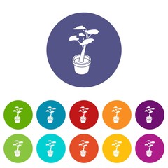Office flower icons color set vector for any web design on white background