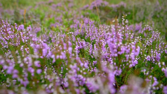 Pan shot of Thyme in slow motion