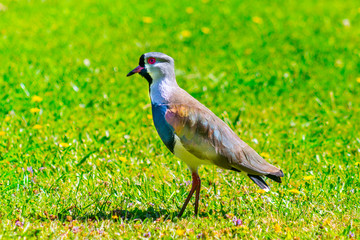 Gaviota en el césped
