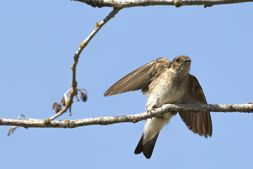 Small swallow spreads wings on branch.
