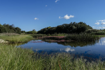 View across Sorraia river in Santa Justa, Coruche Santarem, Portugal. Taken on a hot sunny afternoon with some big white clouds.