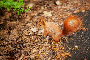 Red Eurasian squirrel running in the park