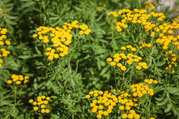 Close-up view on sunny yellow tansy flower against green background