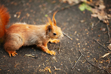 Red Eurasian squirrel running in the park