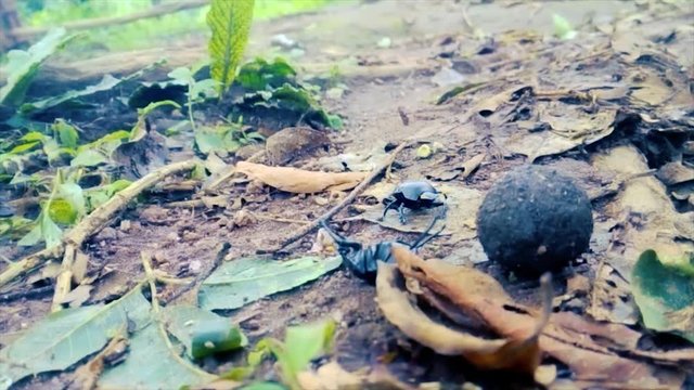 Near a road with cars, dung beetle climbs on a ball of dung and falls to the ground in the leaves