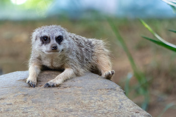 Where Did You Come From?