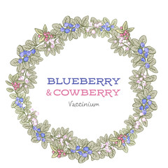 vector floral frame with blueberry and cowberry, hand drawn template. Lingonberry background