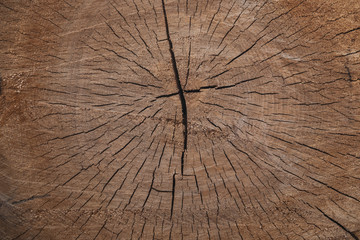 sawn wood slit Birch tree texture background