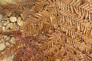Fallen dry tree fern fronds