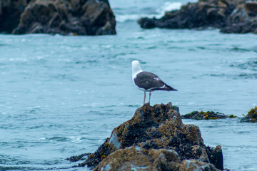 Gaviota contemplando el mar