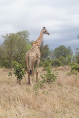 Südafrika Giraffe unterwegs