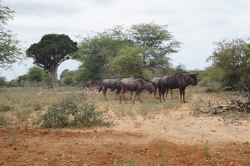 Südafrika Büffelgruppe