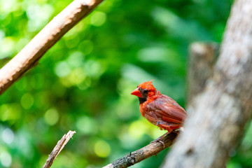 Redbird in Branches