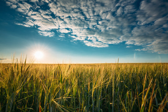 Summer Sun In Agricultural Landscape Of Young Green Wheat Field