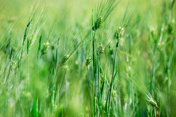 Green field of spikelets in summer. Green ears of wheat on field in ripening period in summer