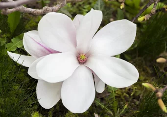 Papier Peint photo Lavable Magnolia Pink or white flowers of blossoming magnolia tree (Magnolia denudata) in the springtime