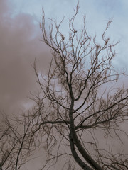 Fototapeta na wymiar Leafless Tree In The Park on overcast sky.