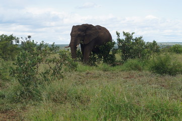 Südafrika Elefant unterwegs