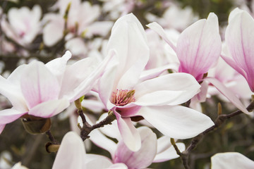 Pink or white flowers of blossoming magnolia tree (Magnolia denudata) in the springtime