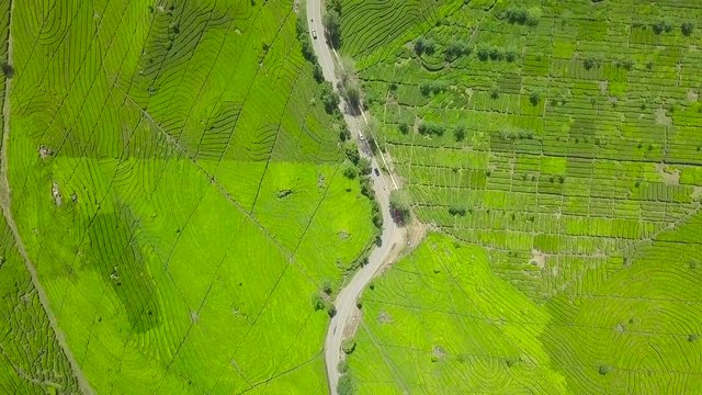 Aerial drone top view of a tea plantation near Lake Patenggang. Ciwidey Bandung, West Java, - Indonesia