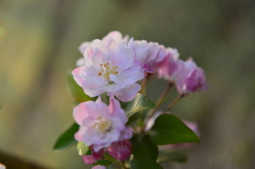 Chinese flowering crab-apple in spring